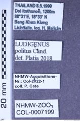 Etiketten zu Ludigenus politus (Candèze, 1863) (NHMW-ZOO-COL-0007199)